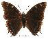  (Charaxes fionae02 - BC-EV0080)  @14 [ ] Unspecified (default): All Rights Reserved  Unspecified Unspecified