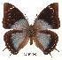  (Charaxes gerdae - BC-EV0091)  @14 [ ] Unspecified (default): All Rights Reserved  Unspecified Unspecified