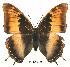  (Charaxes galawadiwosi - BC-EV0138)  @14 [ ] Unspecified (default): All Rights Reserved  Unspecified Unspecified