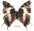  ( - BC-EV0160)  @14 [ ] Unspecified (default): All Rights Reserved  Unspecified Unspecified