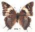 ( - BC-EV0170)  @14 [ ] Unspecified (default): All Rights Reserved  Unspecified Unspecified