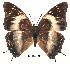  (Charaxes kheili - BC-EV0171)  @14 [ ] Unspecified (default): All Rights Reserved  Unspecified Unspecified