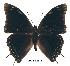  (Charaxes subrubidus - BC-EV0175)  @14 [ ] Unspecified (default): All Rights Reserved  Unspecified Unspecified