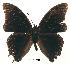  (Charaxes loandae - BC-EV0181)  @13 [ ] Unspecified (default): All Rights Reserved  Unspecified Unspecified