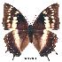  (Charaxes pembanus - BC-EV0198)  @14 [ ] Unspecified (default): All Rights Reserved  Unspecified Unspecified