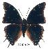  ( - BC-EV0199)  @13 [ ] Unspecified (default): All Rights Reserved  Unspecified Unspecified