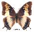  (Charaxes plantroui gui01 - BC-EV0214)  @15 [ ] Unspecified (default): All Rights Reserved  Unspecified Unspecified