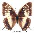  (Charaxes etheocles ang01 - BC-EV0221)  @14 [ ] Unspecified (default): All Rights Reserved  Unspecified Unspecified