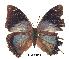  (Charaxes chintechi kat01 - BC-EV0229)  @13 [ ] Unspecified (default): All Rights Reserved  Unspecified Unspecified