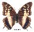  ( - BC-EV0235)  @14 [ ] Unspecified (default): All Rights Reserved  Unspecified Unspecified