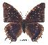  ( - BC-EV0251)  @13 [ ] Unspecified (default): All Rights Reserved  Unspecified Unspecified