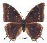  ( - BC-EV0252)  @13 [ ] Unspecified (default): All Rights Reserved  Unspecified Unspecified