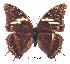  (Charaxes chepulungu2 - BC-EV0263)  @13 [ ] Unspecified (default): All Rights Reserved  Unspecified Unspecified