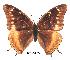 ( - BC-EV0264)  @14 [ ] Unspecified (default): All Rights Reserved  Unspecified Unspecified