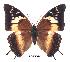  (Charaxes cedreatis gui02 - BC-EV0265)  @14 [ ] Unspecified (default): All Rights Reserved  Unspecified Unspecified