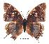  ( - BC-EV0271)  @13 [ ] Unspecified (default): All Rights Reserved  Unspecified Unspecified