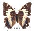  (Charaxes turlini - BC-EV0281)  @13 [ ] Unspecified (default): All Rights Reserved  Unspecified Unspecified