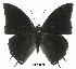  (Charaxes nyikensis - BC-EV0295)  @14 [ ] Unspecified (default): All Rights Reserved  Unspecified Unspecified