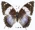  ( - BC-EV0311)  @13 [ ] Unspecified (default): All Rights Reserved  Unspecified Unspecified