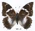  (Charaxes xiphares ludovici - BC-EV0314)  @14 [ ] Unspecified (default): All Rights Reserved  Unspecified Unspecified