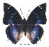  (Charaxes xiphares upembana - BC-EV0330)  @14 [ ] Unspecified (default): All Rights Reserved  Unspecified Unspecified