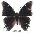  ( - BC-EV0333)  @13 [ ] Unspecified (default): All Rights Reserved  Unspecified Unspecified