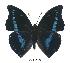  (Charaxes porthos gallayi - BC-EV0372)  @14 [ ] Unspecified (default): All Rights Reserved  Unspecified Unspecified