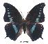  ( - BC-EV0375)  @13 [ ] Unspecified (default): All Rights Reserved  Unspecified Unspecified