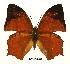  (Charaxes pleione - BC-EV0440)  @15 [ ] Unspecified (default): All Rights Reserved  Unspecified Unspecified