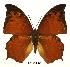  (Charaxes paphianus paphianus - BC-EV0441)  @14 [ ] Unspecified (default): All Rights Reserved  Unspecified Unspecified