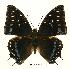  (Charaxes etesipe etesipe - BC-EV0444)  @14 [ ] Unspecified (default): All Rights Reserved  Unspecified Unspecified