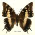  (Charaxes rabaiensis - BC-EV0451)  @15 [ ] Unspecified (default): All Rights Reserved  Unspecified Unspecified