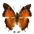  (Charaxes jahlusa pembana - BC-EV0482)  @13 [ ] Unspecified (default): All Rights Reserved  Unspecified Unspecified