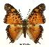 (Charaxes jahlusa rwandensis - BC-EV0499)  @12 [ ] Unspecified (default): All Rights Reserved  Unspecified Unspecified