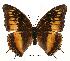  ( - BC-EV0500)  @14 [ ] Unspecified (default): All Rights Reserved  Unspecified Unspecified