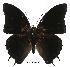  ( - BC-EV0522)  @13 [ ] Unspecified (default): All Rights Reserved  Unspecified Unspecified