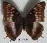  (Charaxes ochracea - BC-EV0526)  @14 [ ] Unspecified (default): All Rights Reserved  Unspecified Unspecified