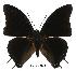  (Charaxes oubangiensis gab01 - BC-EV0531)  @14 [ ] Unspecified (default): All Rights Reserved  Unspecified Unspecified