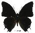  (Charaxes catachrous01 - BC-EV0539)  @14 [ ] Unspecified (default): All Rights Reserved  Unspecified Unspecified