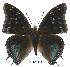  (Charaxes northcotti - BC-EV0543)  @14 [ ] Unspecified (default): All Rights Reserved  Unspecified Unspecified
