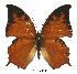  ( - BC-EV0546)  @13 [ ] Unspecified (default): All Rights Reserved  Unspecified Unspecified