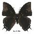  (Charaxes opinatus - BC-EV0549)  @13 [ ] Unspecified (default): All Rights Reserved  Unspecified Unspecified