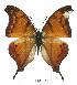  ( - BC-EV0551)  @13 [ ] Unspecified (default): All Rights Reserved  Unspecified Unspecified