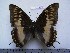  ( - BC-Turl-0191)  @11 [ ] Unspecified (default): All Rights Reserved  Unspecified Unspecified