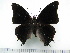  ( - BC-Turl-0212)  @12 [ ] Unspecified (default): All Rights Reserved  Unspecified Unspecified