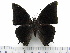  ( - BC-Turl-0225)  @12 [ ] Unspecified (default): All Rights Reserved  Unspecified Unspecified