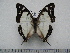  ( - BC-Turl-0228)  @14 [ ] Unspecified (default): All Rights Reserved  Unspecified Unspecified
