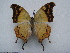  ( - BC-Turl-0229)  @13 [ ] Unspecified (default): All Rights Reserved  Unspecified Unspecified