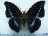  (Charaxes porthos dummeri - BC-Turl-0238)  @14 [ ] Unspecified (default): All Rights Reserved  Unspecified Unspecified