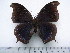  (Charaxes laodice - BC-Turl-0242)  @14 [ ] Unspecified (default): All Rights Reserved  Unspecified Unspecified